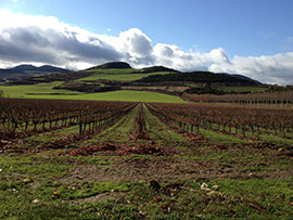Barcelona between vineyards
